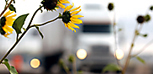 Truck flowers