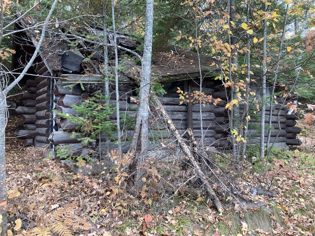 one story round log structure with shingle roof collapsing, screened by trees and brush growing close to it. Log ends are angled and irregular lengths at corners. Trees growing behind structure
