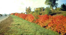amur maple