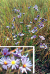 aster