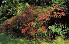 sumac