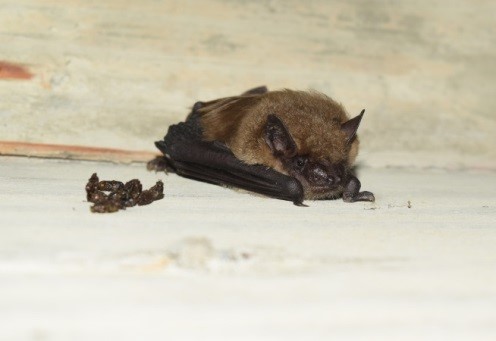Big brown bat (Eptesicus fuscus) observed on Pier 8 during active work on the St. Croix River Crossing project, Aug. 4, 2016.