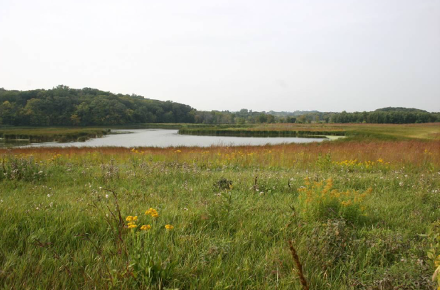A wetland in Carver County, Minnesota