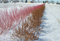 Twin shrub row planted near Gibbon, MN to protect Hwy 19 using cardinal red dogwood and common ninebark