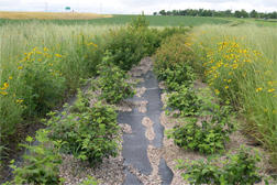 Twin shrub row planted in the northwest quadrant of US 169 and MN19 using geotextile fabric and pea rock as weed control