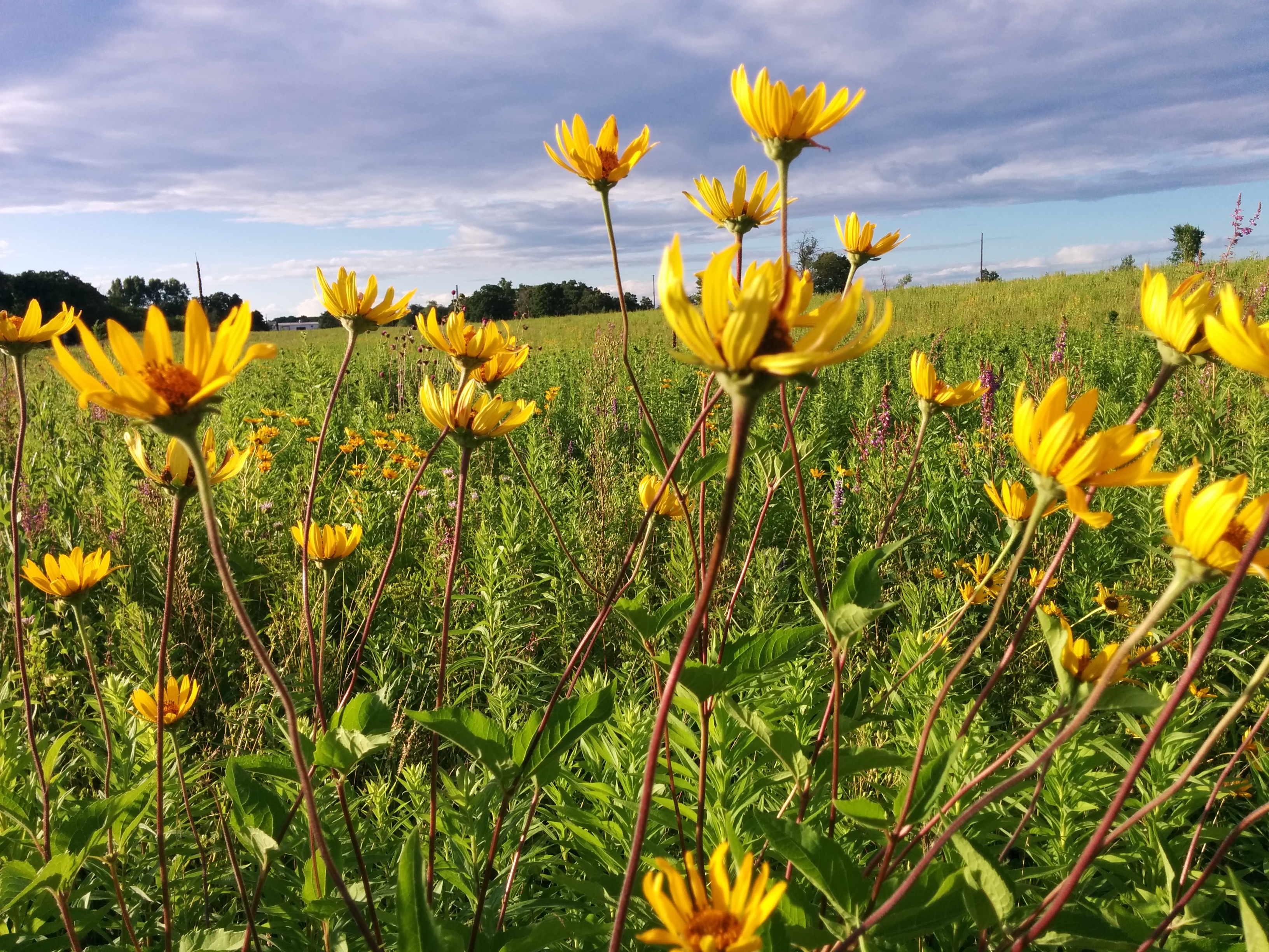 A field of sunflowers.