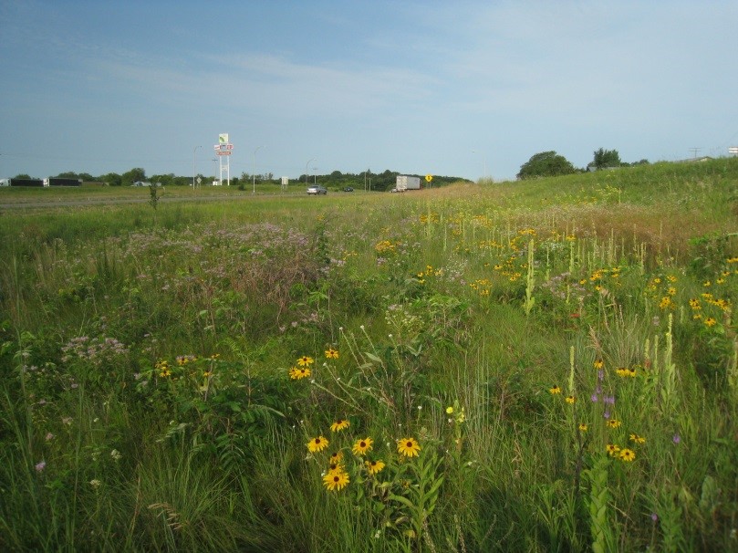 Planted prairie along I-94 near Monticello