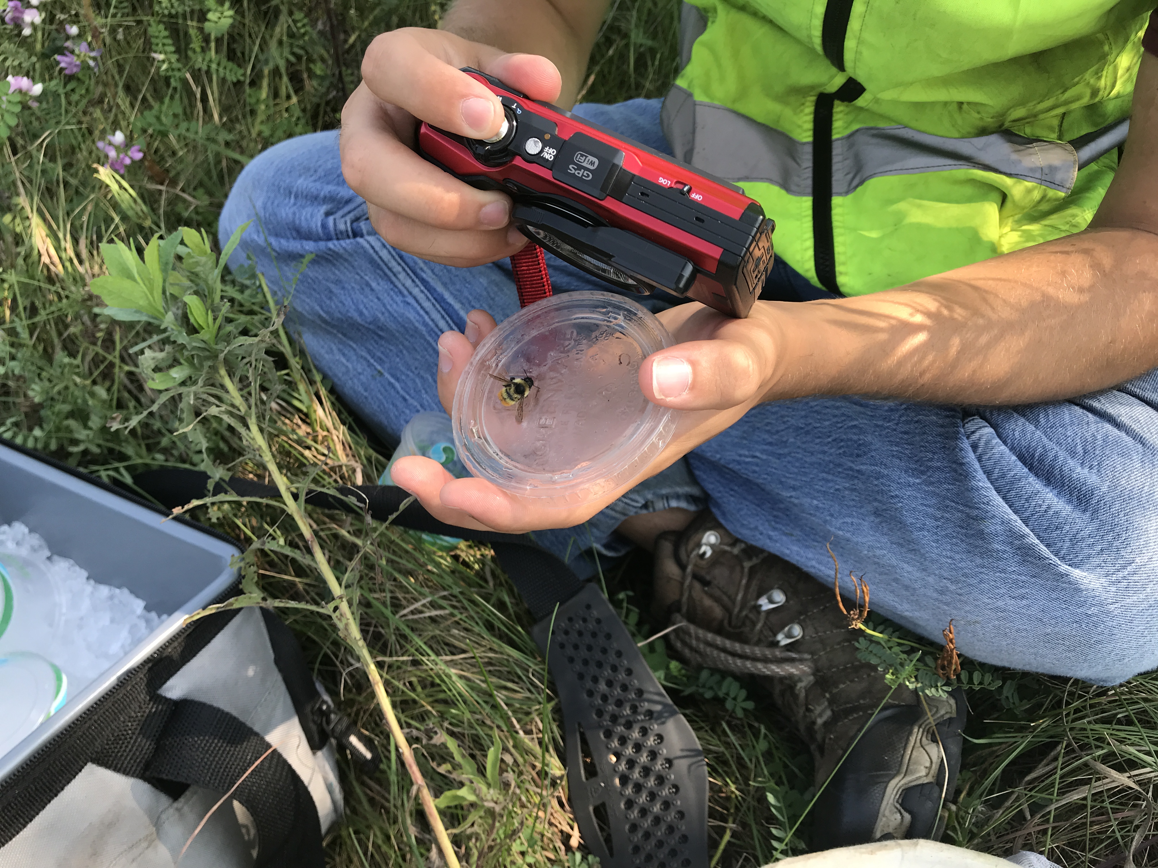 Insect Sampling