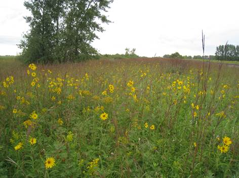 A primary objective of our burns is to invigorate the warm-season native grasses. These tall, deep-rooted grasses grow tall and dense after a fire, increasing the roadside's ability to infiltrate stormwater, out-compete weeds, control blowing snow, and shelter wildlife. The rusty hue in this picture is from two of these grass species, big bluestem and indiangrass. Compare this to the next picture.